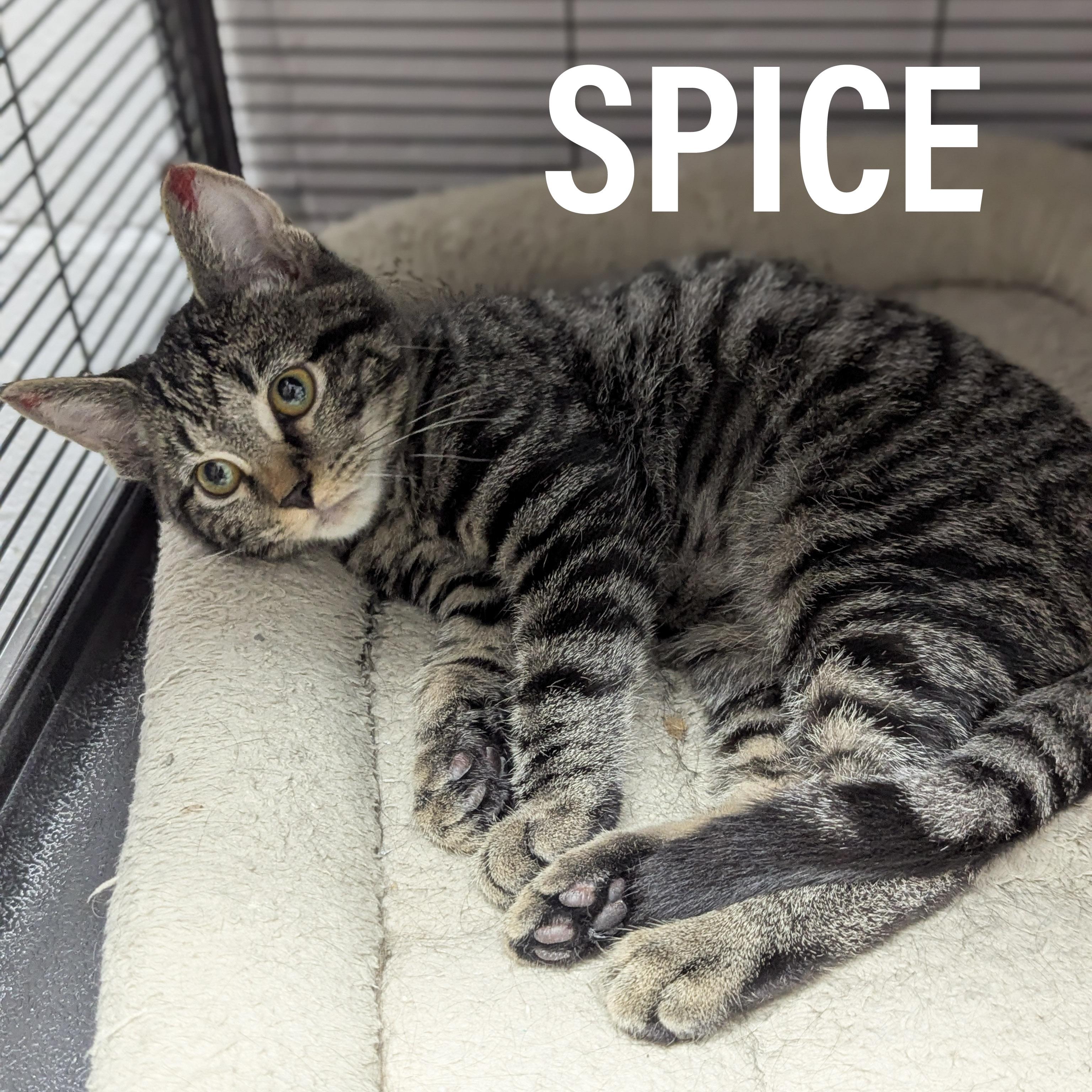 Enlarge KITTENS II- Female, an adoptable mixed breed in Griffith, IN image 2/5