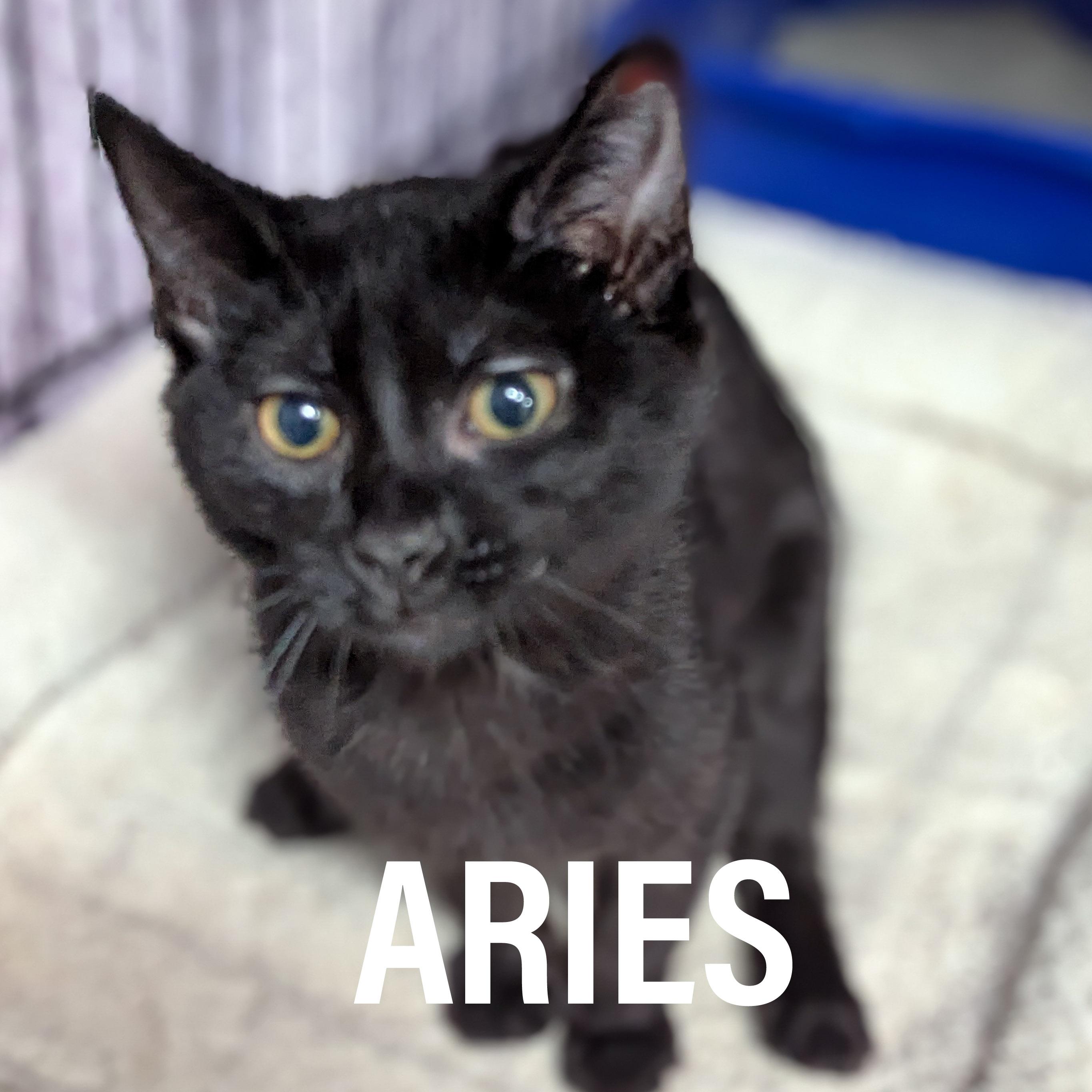 Enlarge KITTENS II- Female & Male, an adoptable mixed breed in Griffith, IN image 5/6