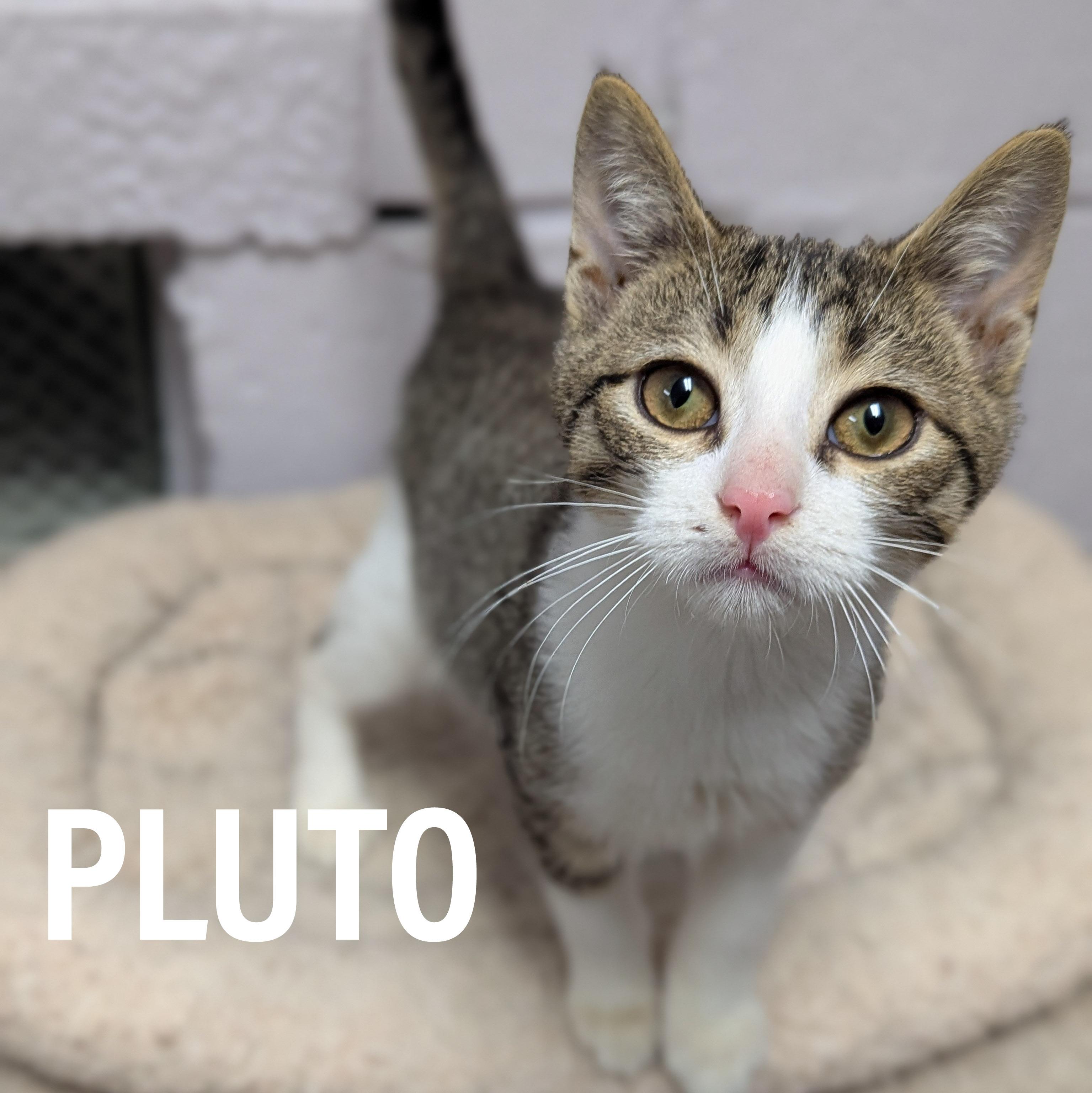 Enlarge KITTENS II- Male & Female , an adoptable mixed breed in Griffith, IN image 4/4