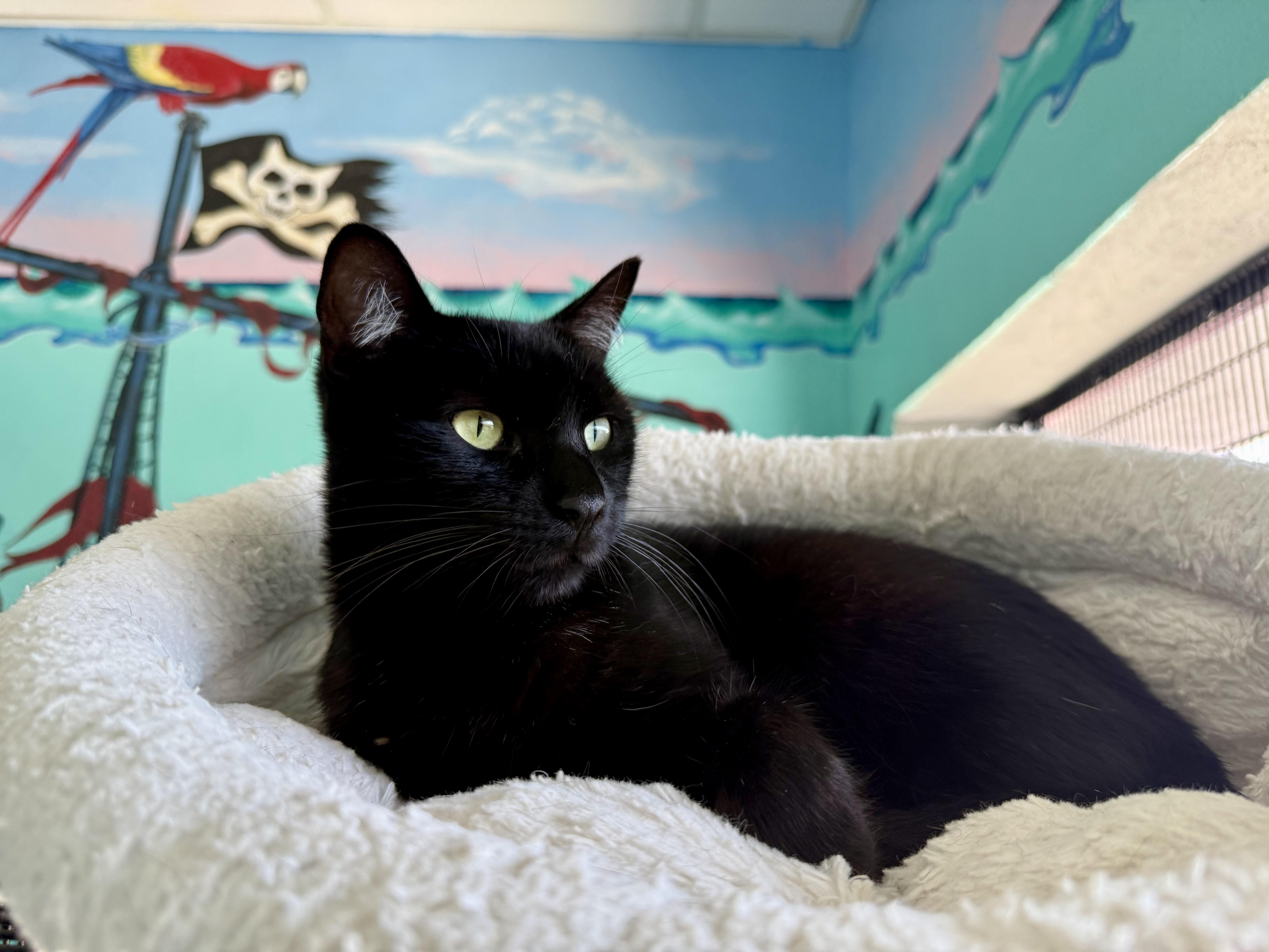 Koala, a Adoptable Domestic Short Hair in Newport Beach, CA image 1/5