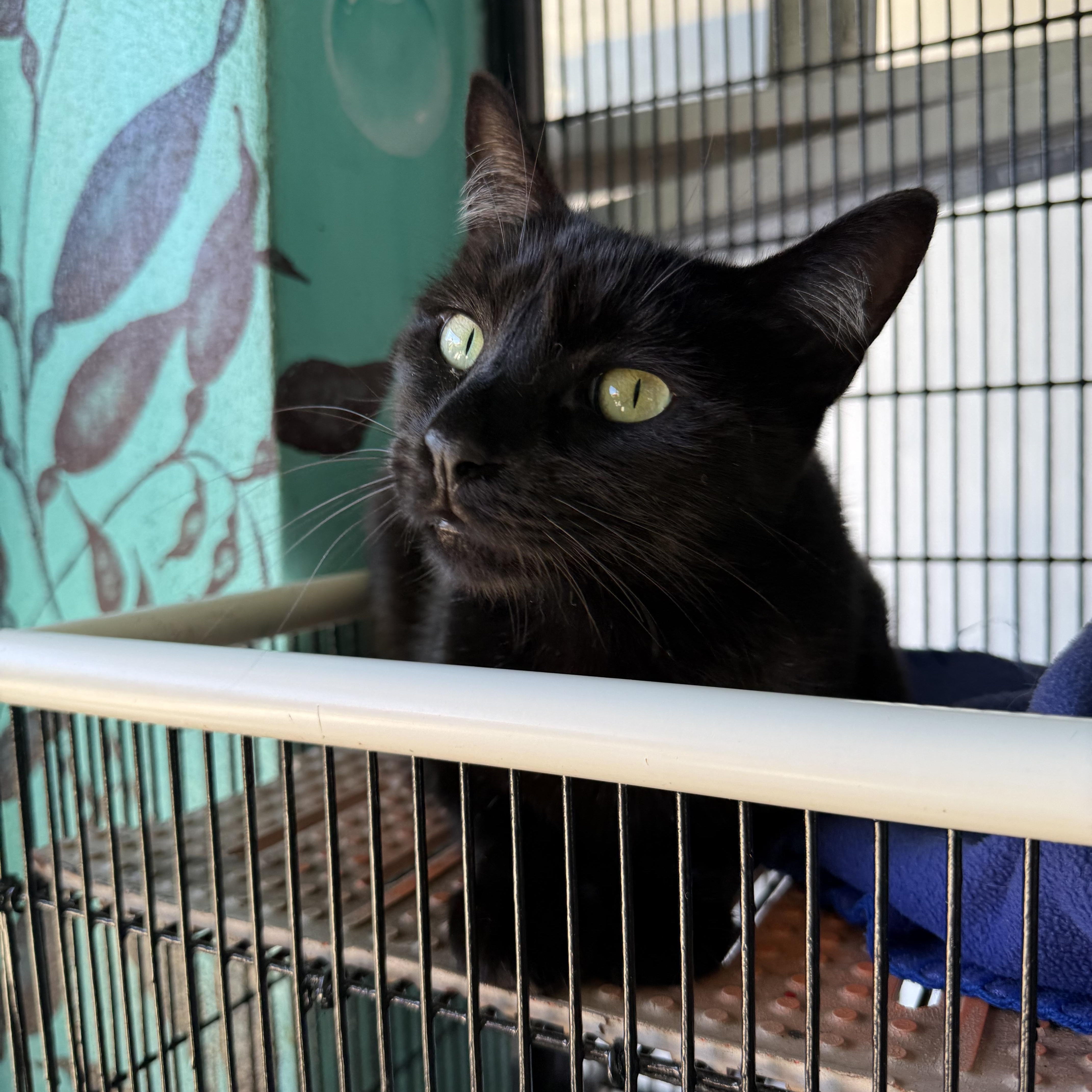 Koala, a Adoptable Domestic Short Hair in Newport Beach, CA image 5/5