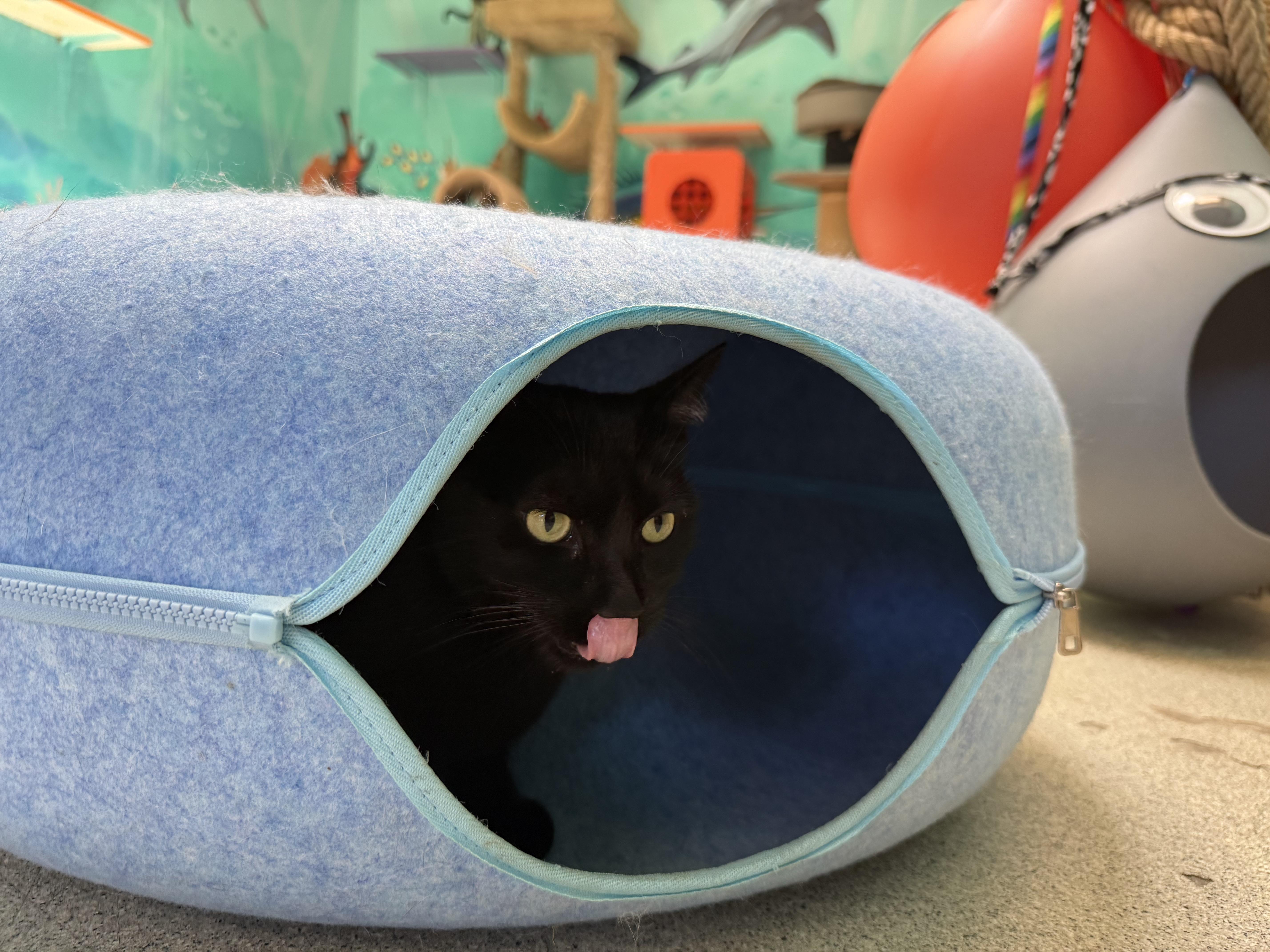 Koala, a Adoptable Domestic Short Hair in Newport Beach, CA image 3/5