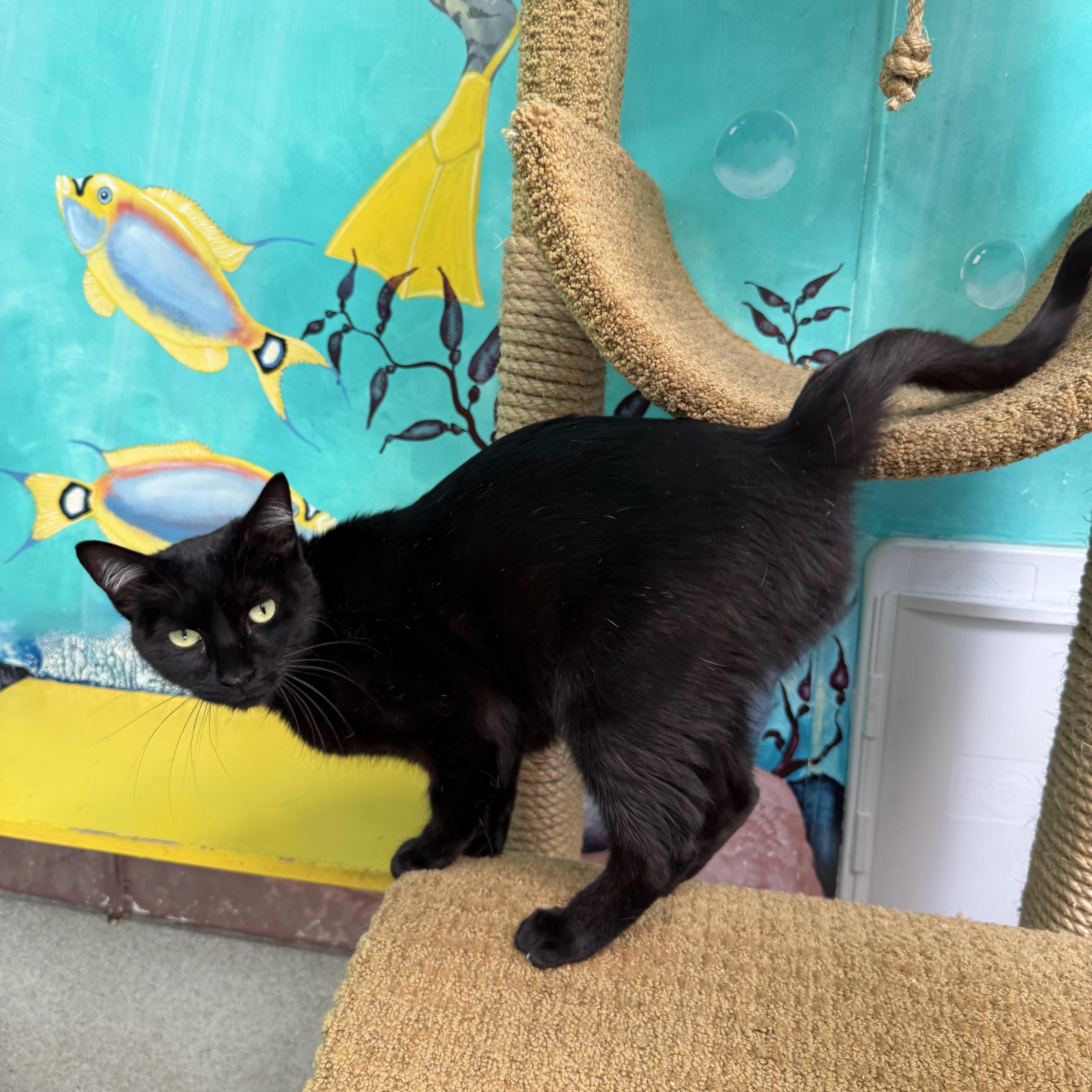 Koala, a Adoptable Domestic Short Hair in Newport Beach, CA image 2/5