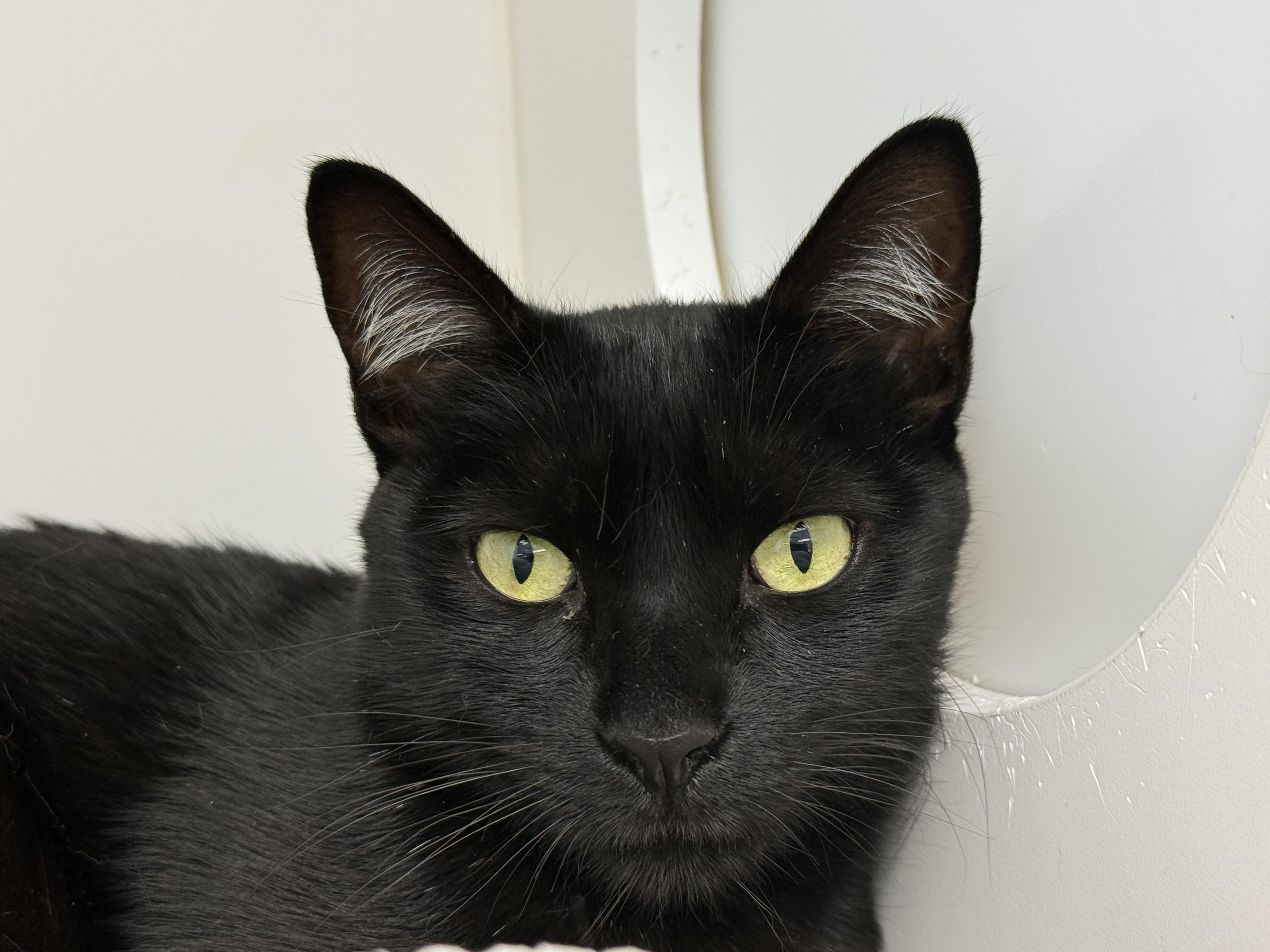 Koala, a Adoptable Domestic Short Hair in Newport Beach, CA image 4/5