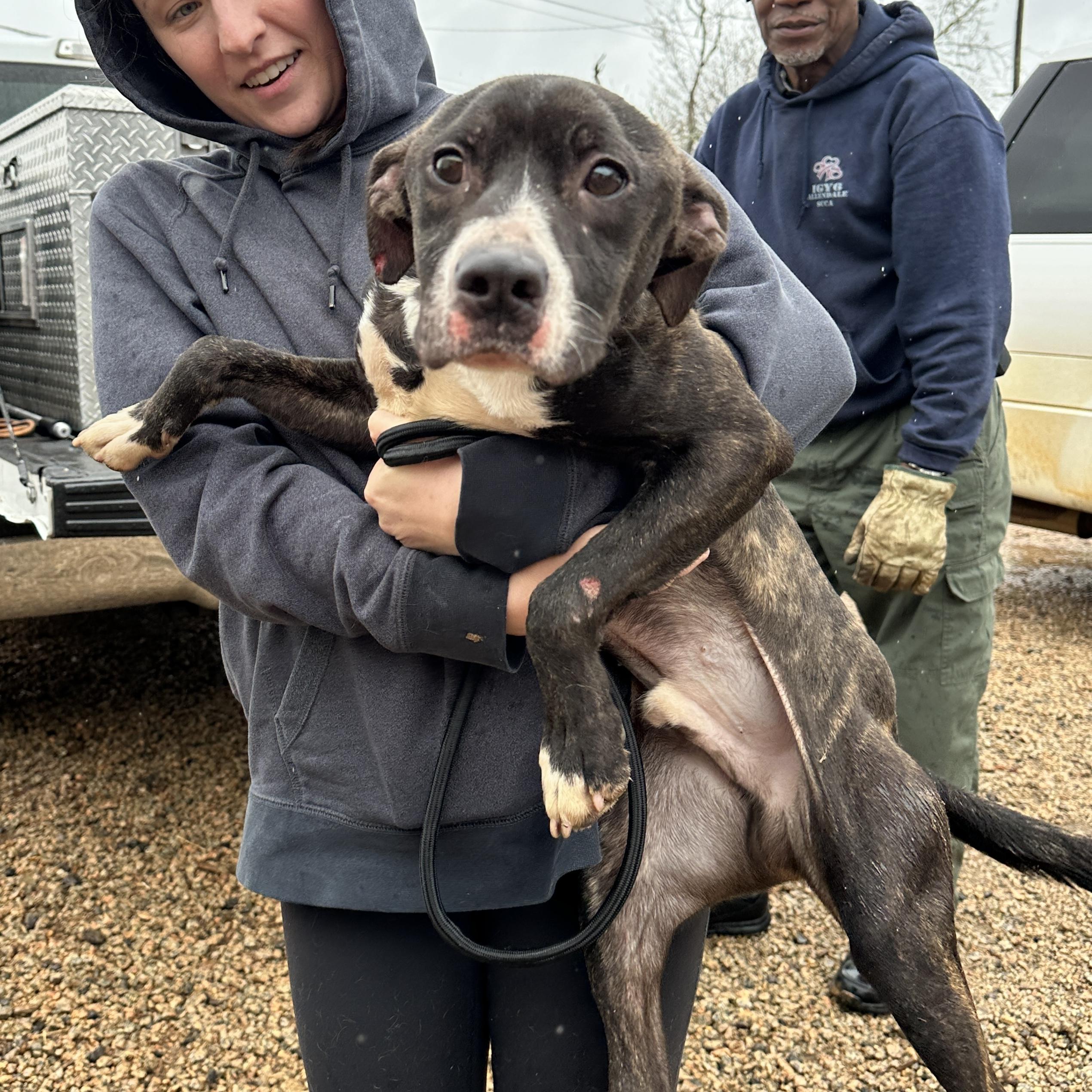 Stanley — thumbnail 2