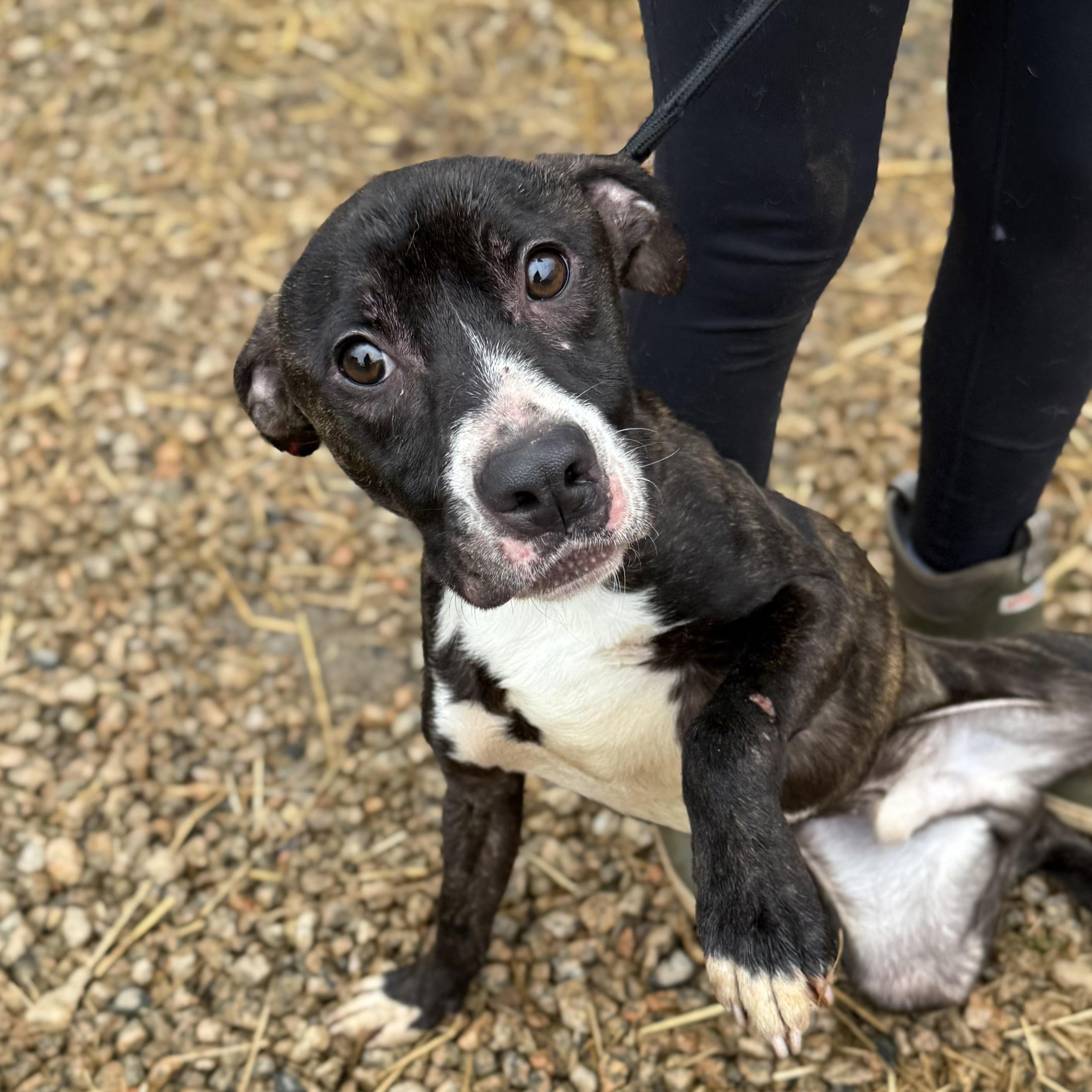 Stanley — thumbnail 3