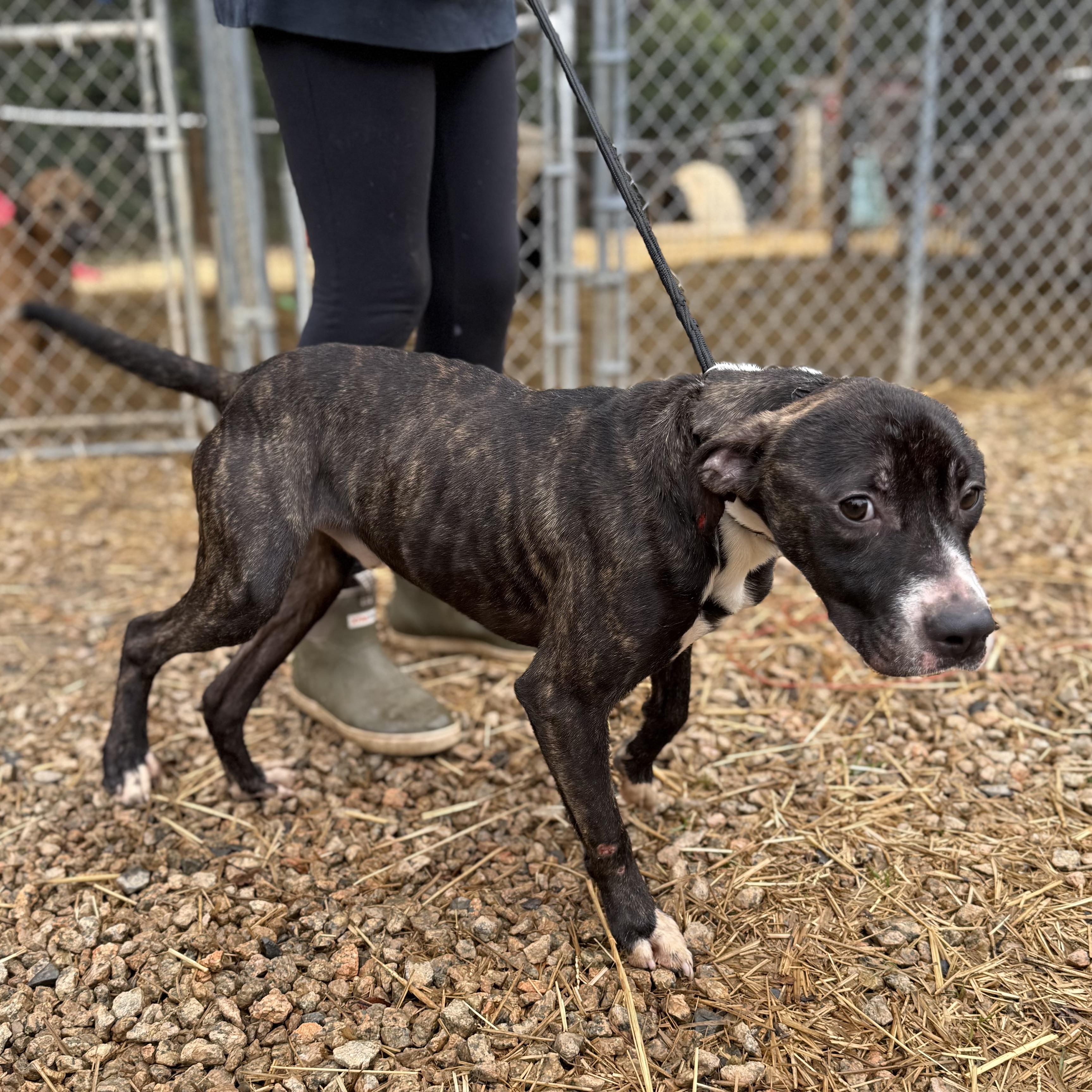 Stanley — thumbnail 4