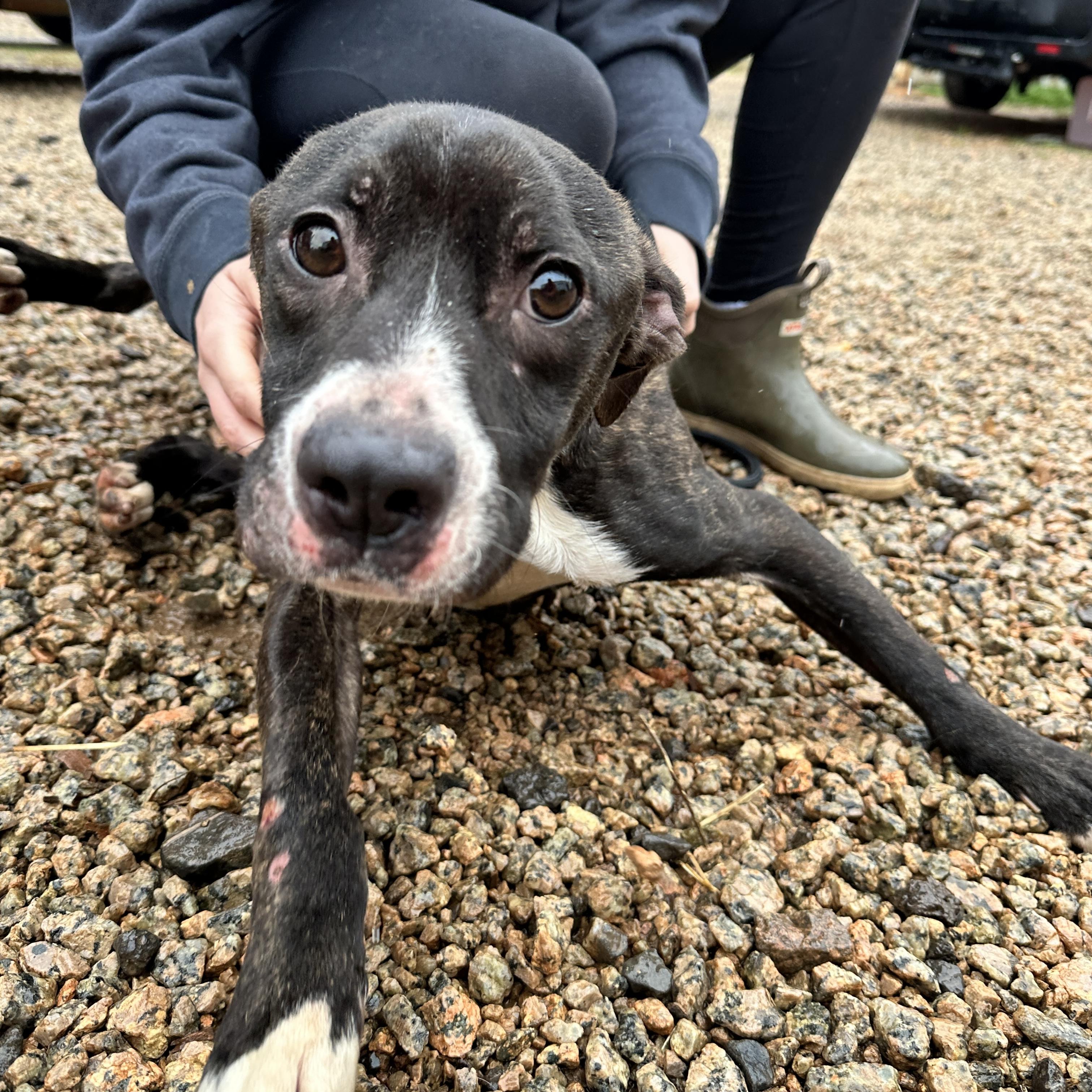 Stanley — thumbnail 5