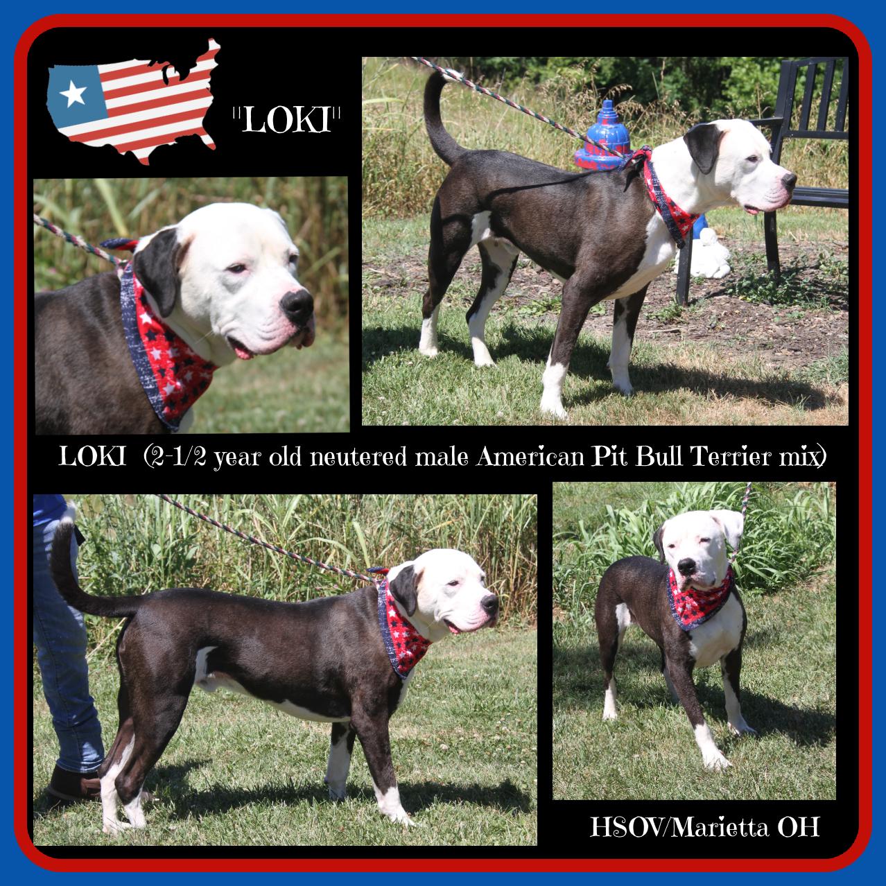 Loki (Neutered) (Photos 7/2/2024), a Adoptable Pit Bull Terrier in Marietta, OH image 1/5