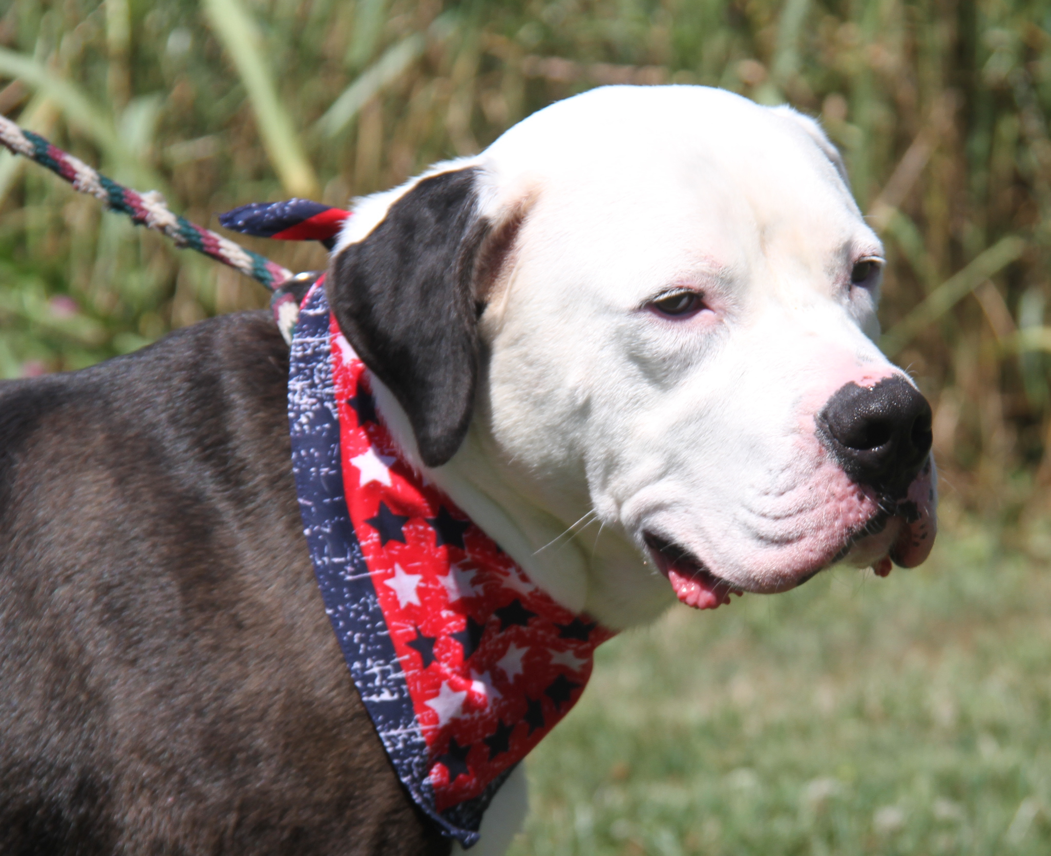 Loki (Neutered) (Photos 7/2/2024), a Adoptable Pit Bull Terrier in Marietta, OH image 5/5