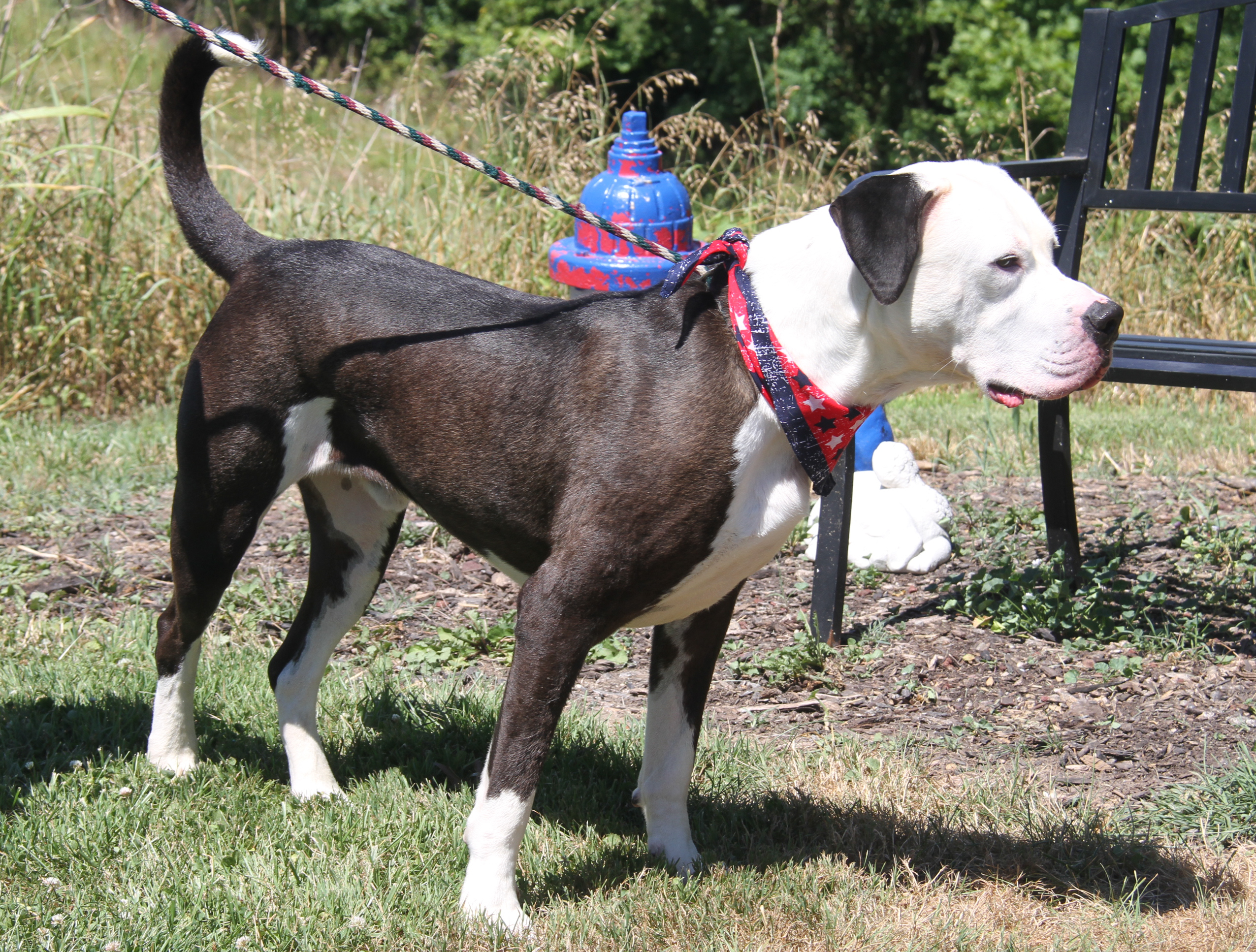 Loki (Neutered) (Photos 7/2/2024), a Adoptable Pit Bull Terrier in Marietta, OH image 2/5