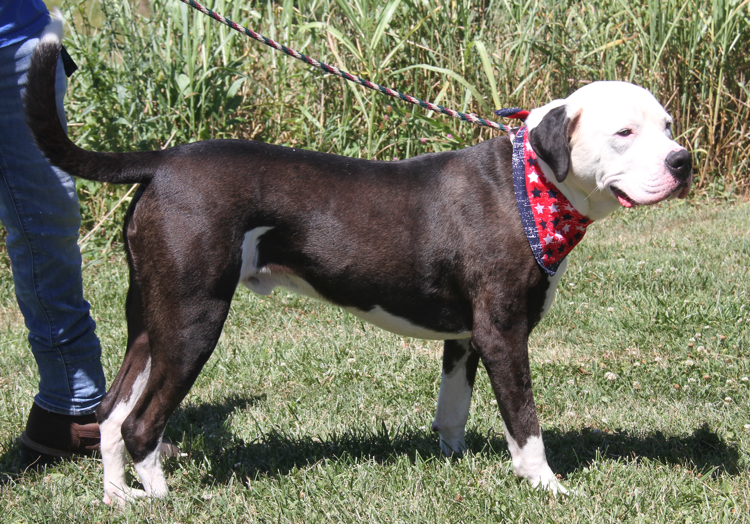 Loki (Neutered) (Photos 7/2/2024), a Adoptable Pit Bull Terrier in Marietta, OH image 4/5
