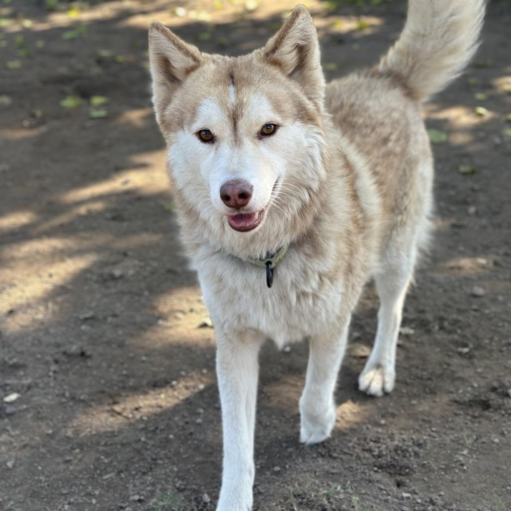 Rusty, Adoptable, Adult Male Husky.