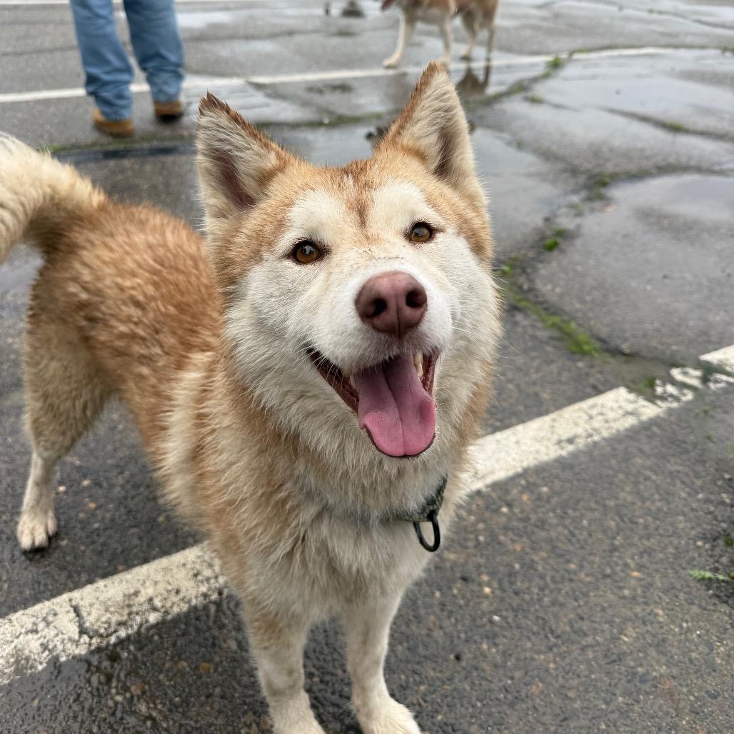 Rusty, Adoptable, Adult Male Husky.
