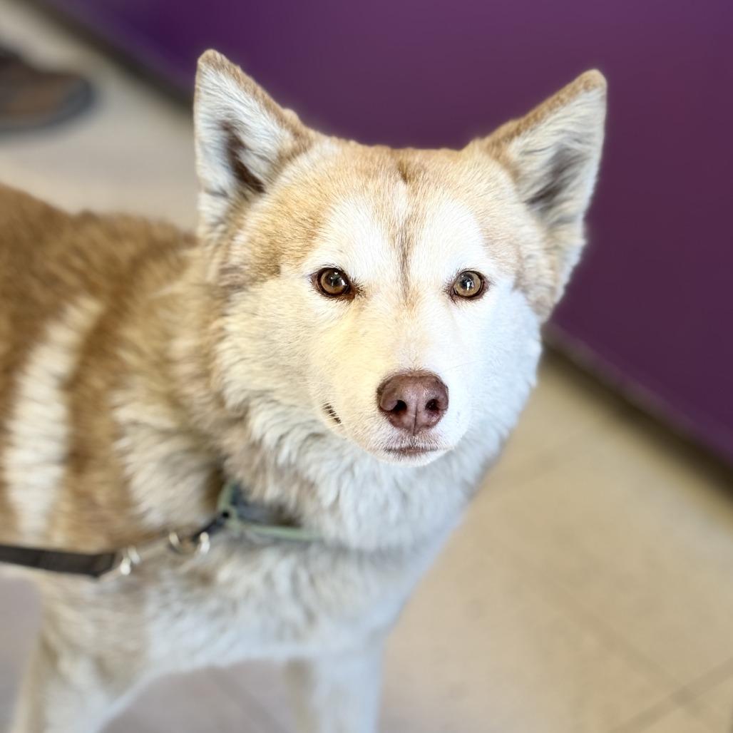 Rusty, a Adoptable Husky in Fresno, CA image 3/6