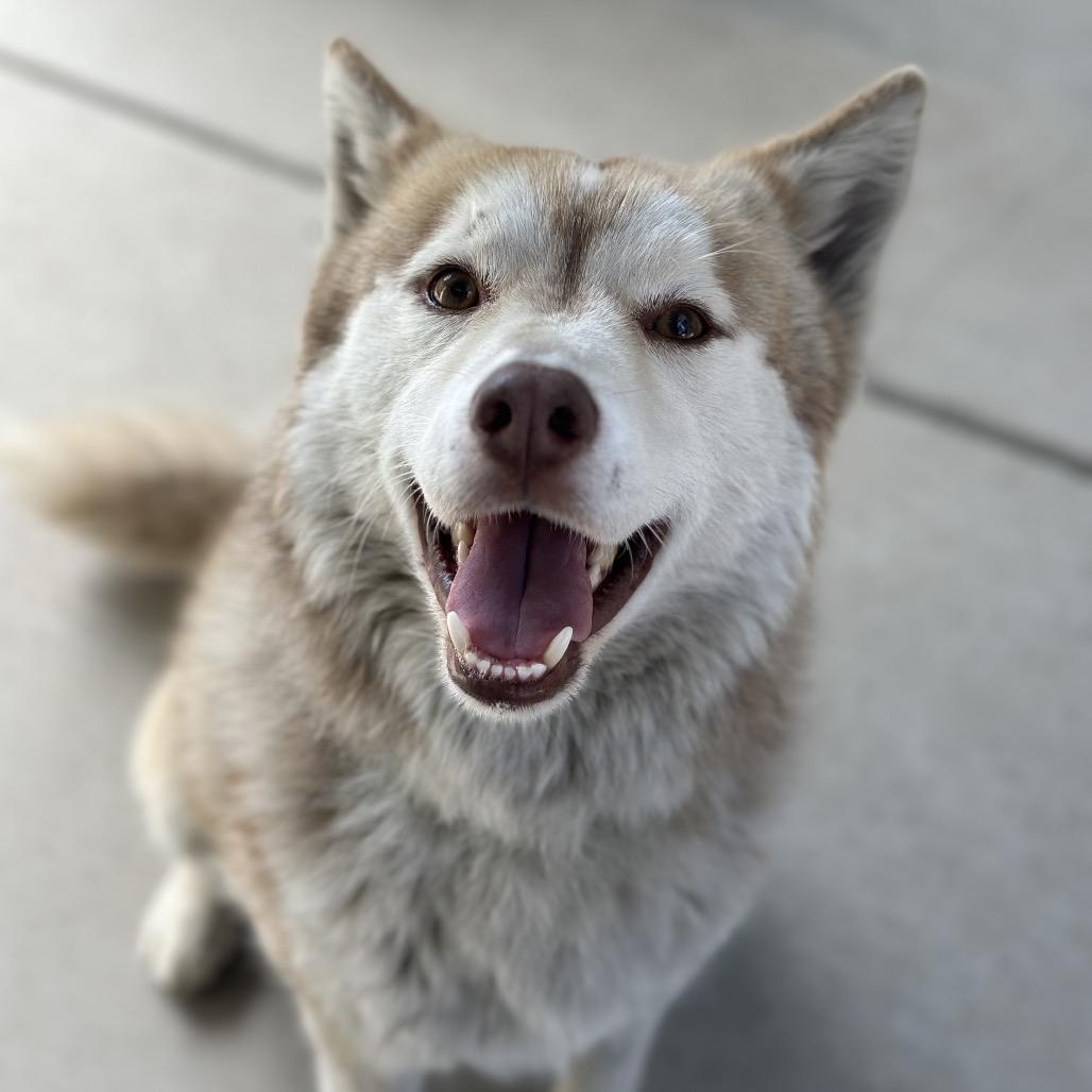 Rusty, a Adoptable Husky in Fresno, CA image 5/6