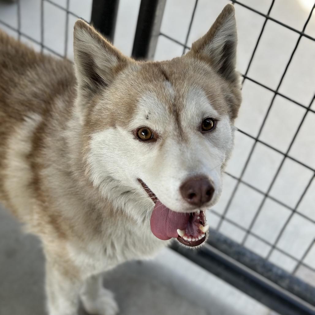 Rusty, a Adoptable Husky in Fresno, CA image 6/6