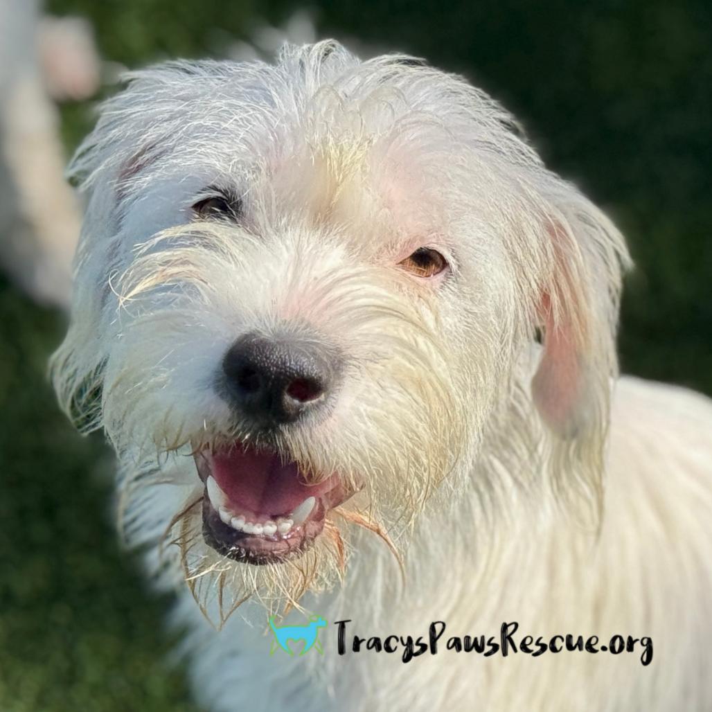 Enlarge Suki, a Adoptable Terrier in San Antonio, TX image 2/6