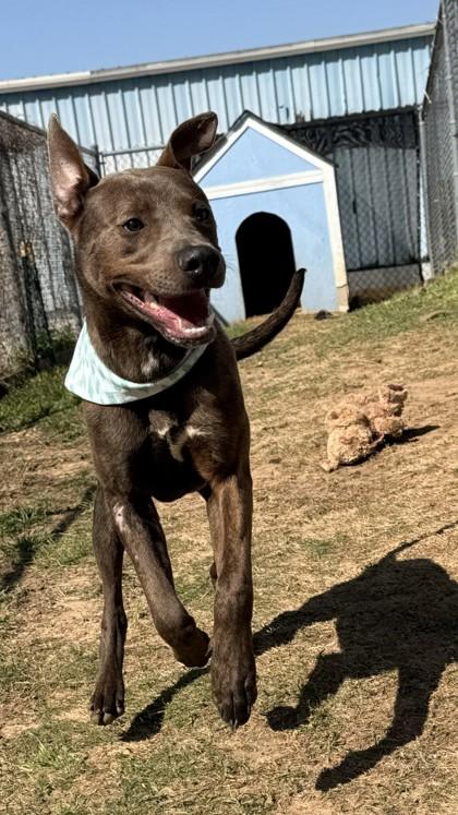 Bear, Adoptable, Adult Male Mixed Breed & Mixed Breed.