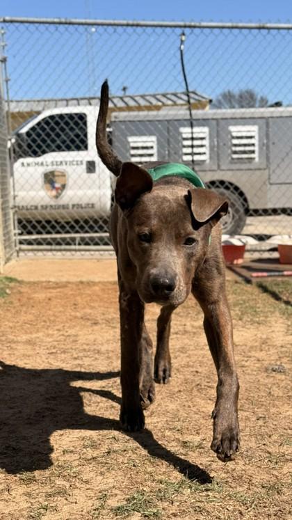 Enlarge Bear, a Adoptable mixed breed in Balch Springs, TX image 2/3
