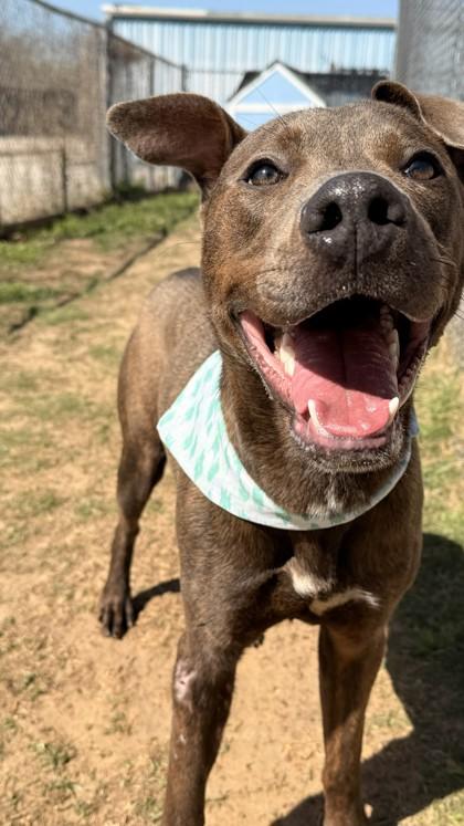 Enlarge Bear, a Adoptable mixed breed in Balch Springs, TX image 3/3