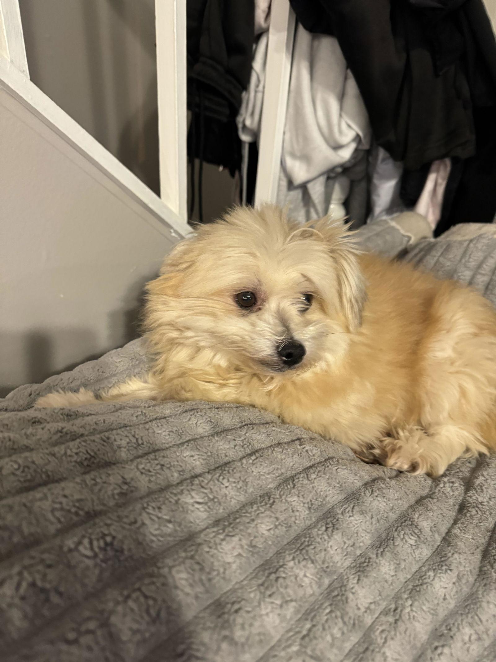 Cuddles, Adoptable, Adult Male Pomeranian.