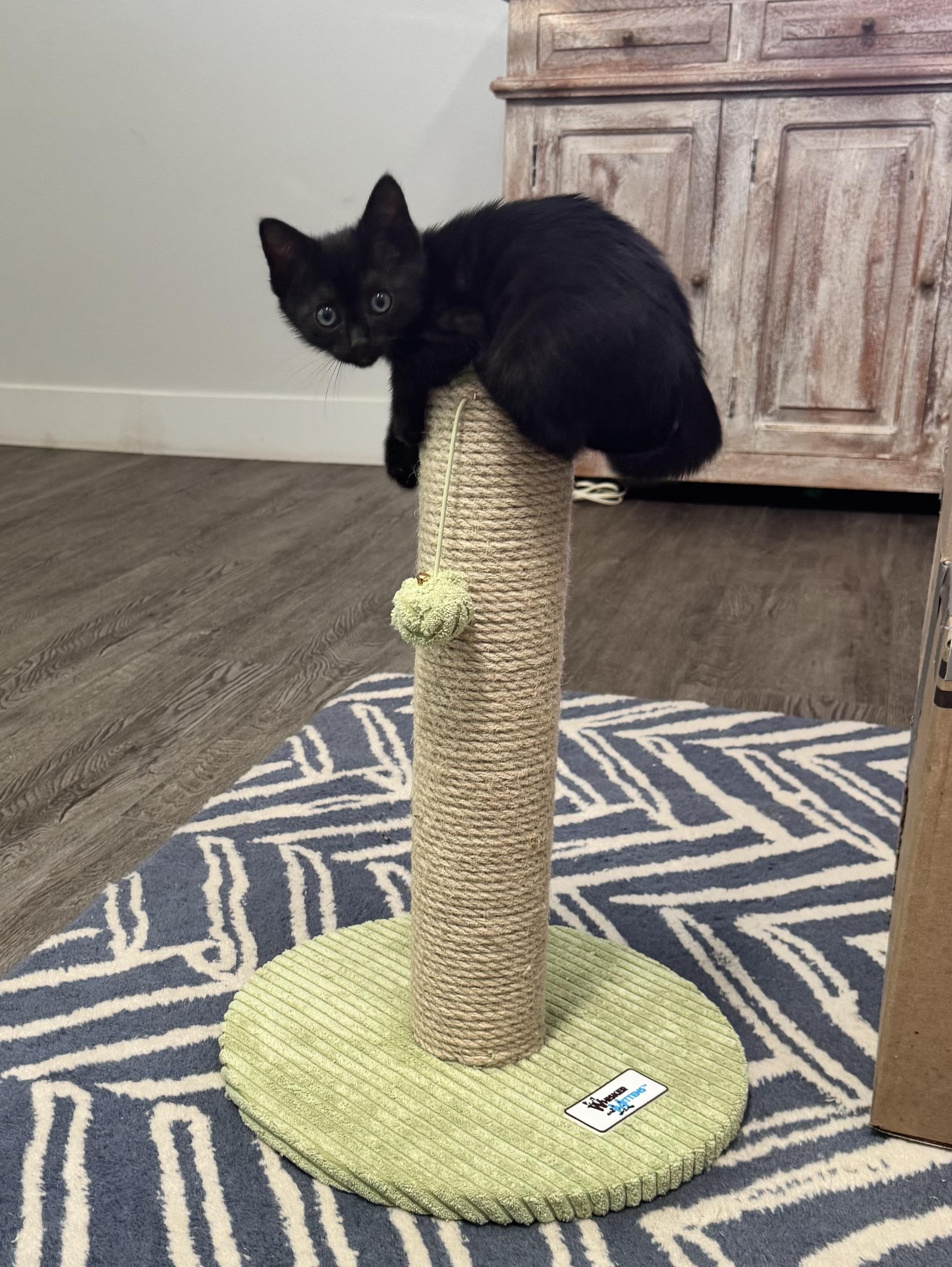Kona (Maui), a Adoptable Domestic Short Hair in HUNTINGTON BEACH, CA image 4/4