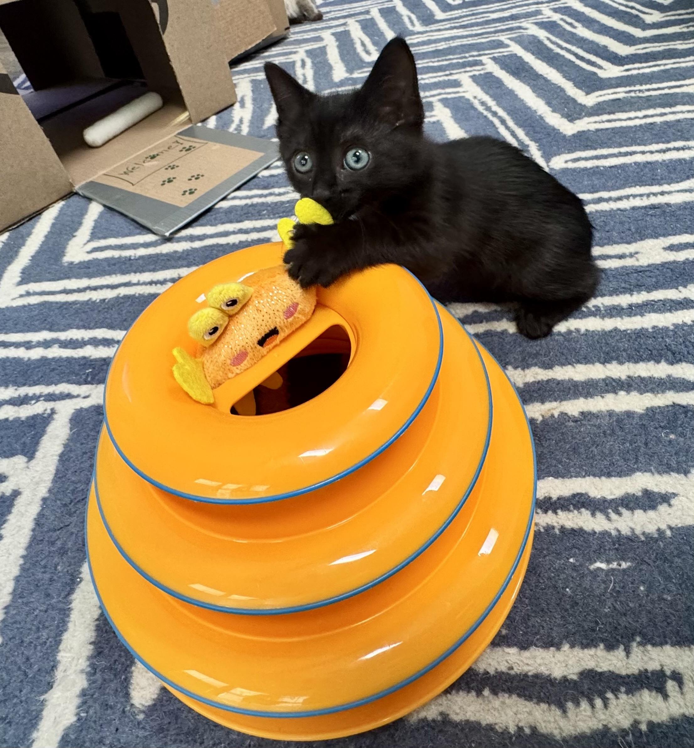 Kona (Maui), a Adoptable Domestic Short Hair in HUNTINGTON BEACH, CA image 1/4
