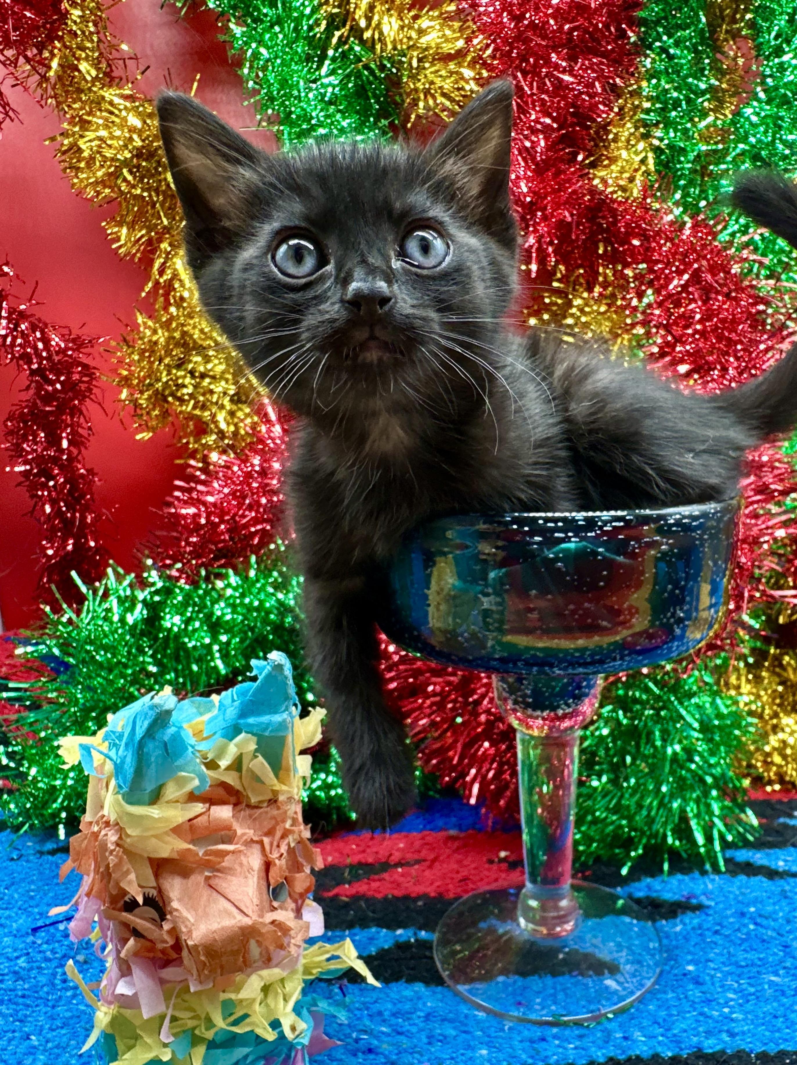 Kona (Maui), a Adoptable Domestic Short Hair in HUNTINGTON BEACH, CA image 3/4