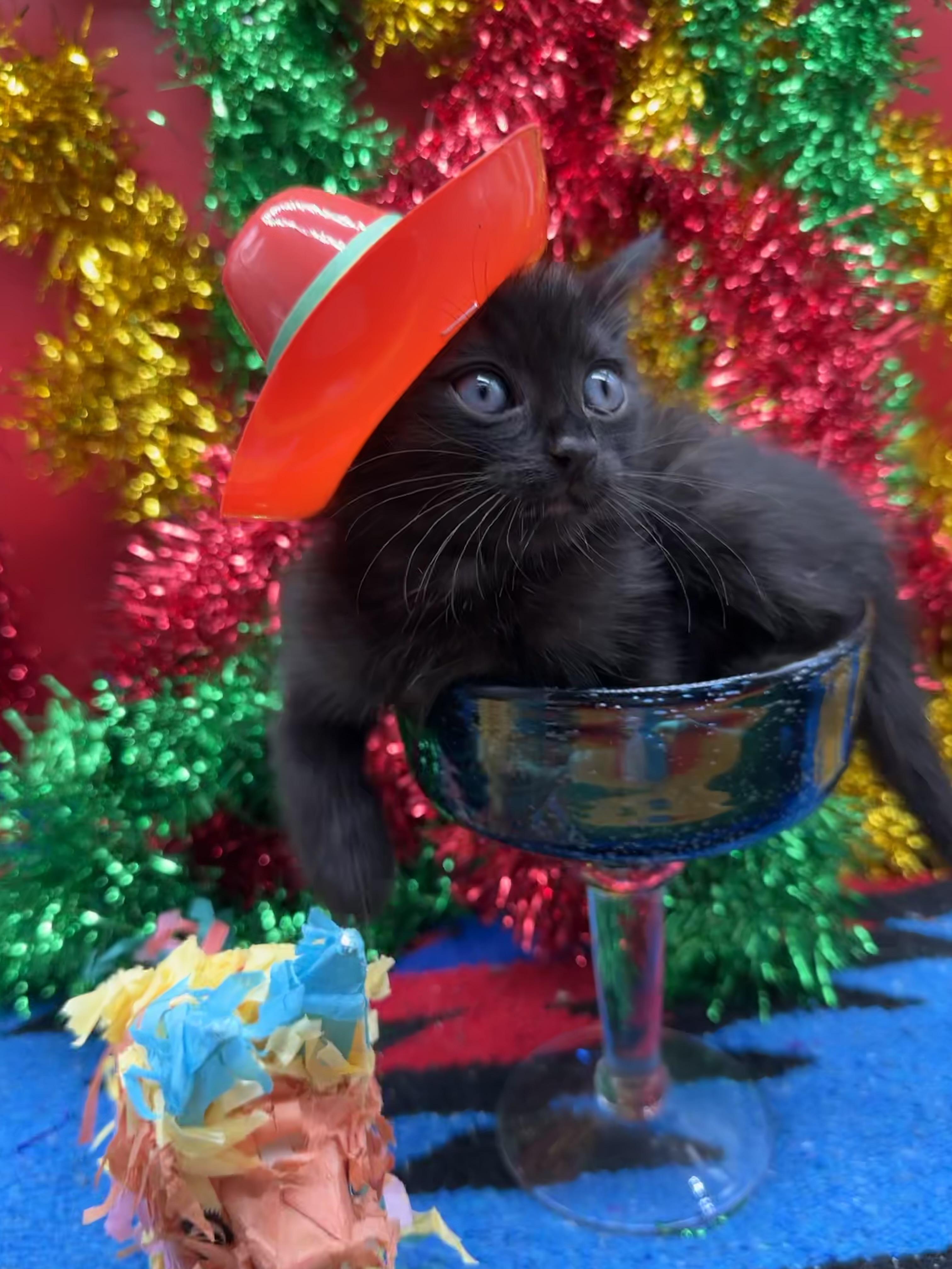 Kona (Maui), a Adoptable Domestic Short Hair in HUNTINGTON BEACH, CA image 2/4