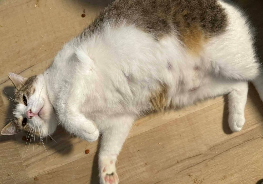 Enlarge Jill, a Adoptable mixed breed in Bonifay, FL image 1/5