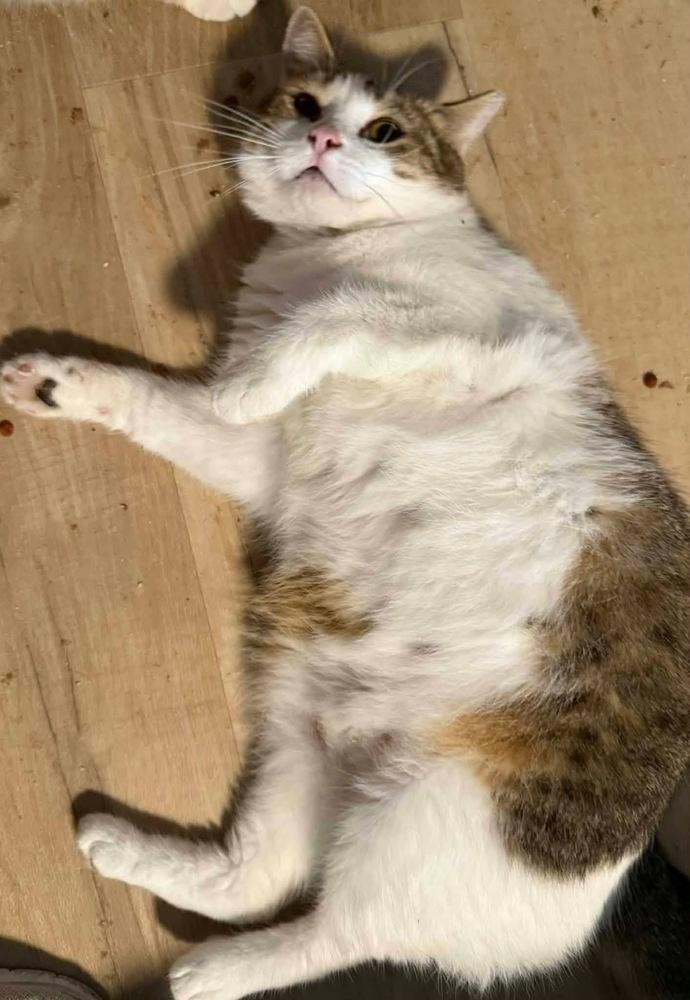 Enlarge Jill, a Adoptable mixed breed in Bonifay, FL image 2/5