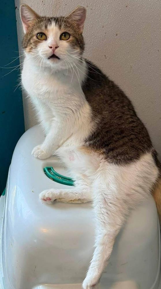 Enlarge Jill, a Adoptable mixed breed in Bonifay, FL image 3/5