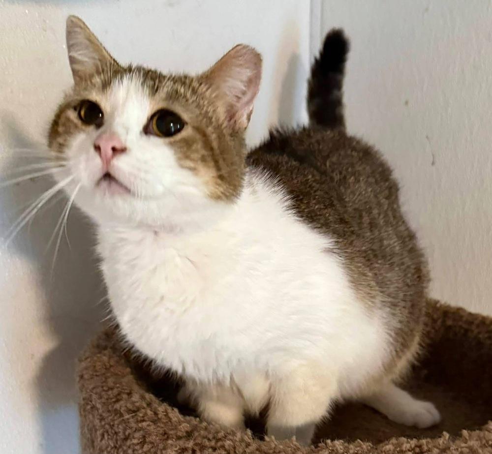 Enlarge Jill, a Adoptable mixed breed in Bonifay, FL image 5/5