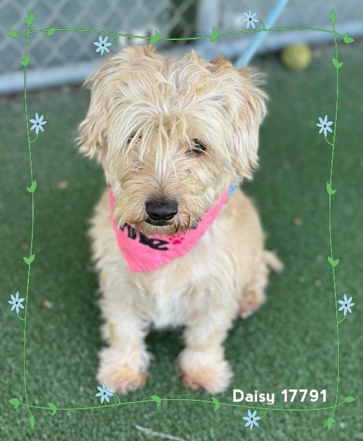 Enlarge DAISY (see also ROSIE), an adopted Scottish Terrier in Marietta, GA image 3/6