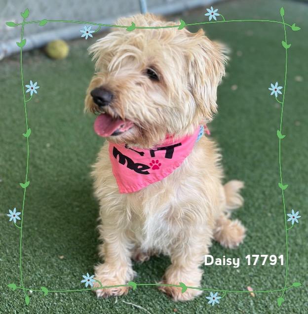 DAISY (see also ROSIE), adopted, Adult Female Scottish Terrier.