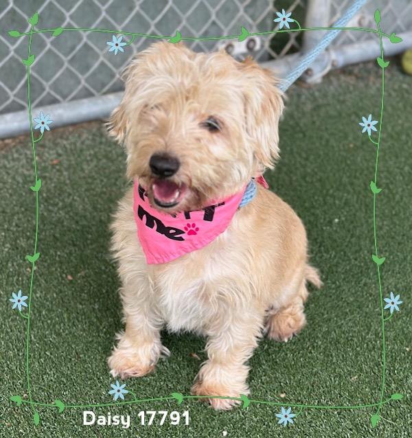 Enlarge DAISY (see also ROSIE), an adopted Scottish Terrier in Marietta, GA image 6/6