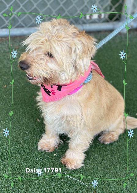 Enlarge DAISY (see also ROSIE), an adopted Scottish Terrier in Marietta, GA image 4/6