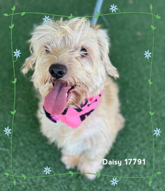 Enlarge DAISY (see also ROSIE), an adopted Scottish Terrier in Marietta, GA image 2/6