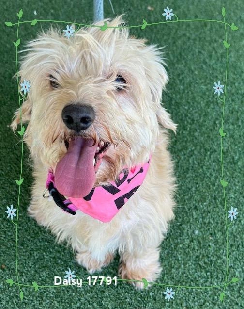 Enlarge DAISY (see also ROSIE), an adopted Scottish Terrier in Marietta, GA image 5/6