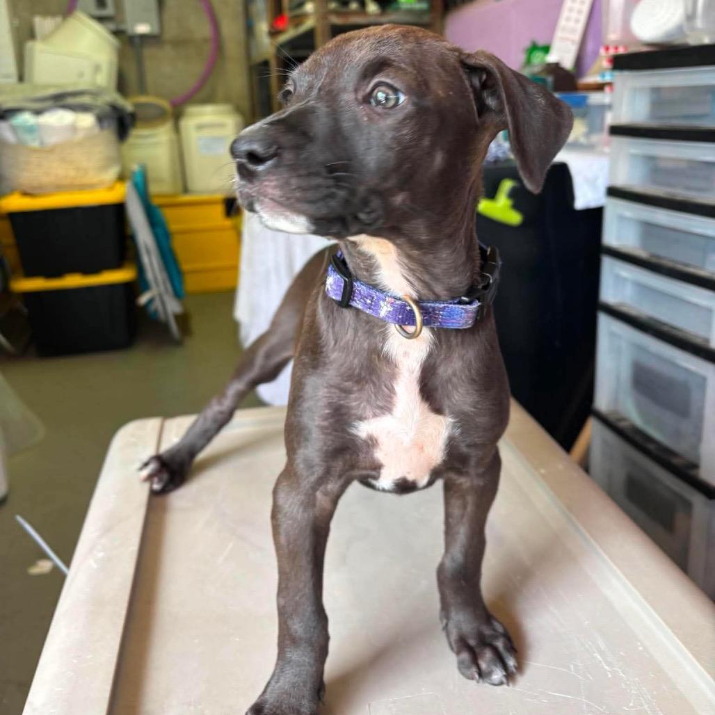 Lucca, Adoptable, Puppy Female Labrador Retriever & Hound.