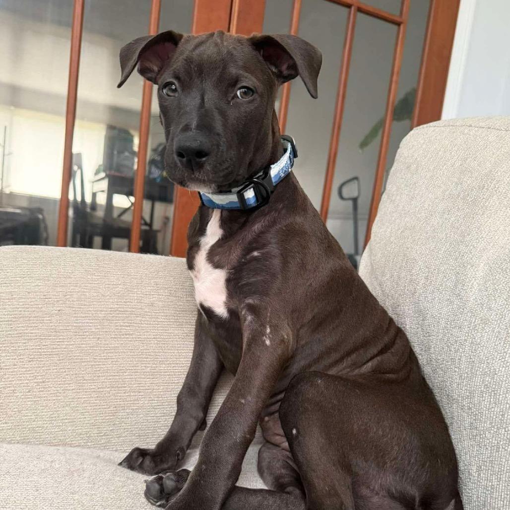 Enlarge Lucca, a Adoptable mixed breed in Griswold, CT image 2/3