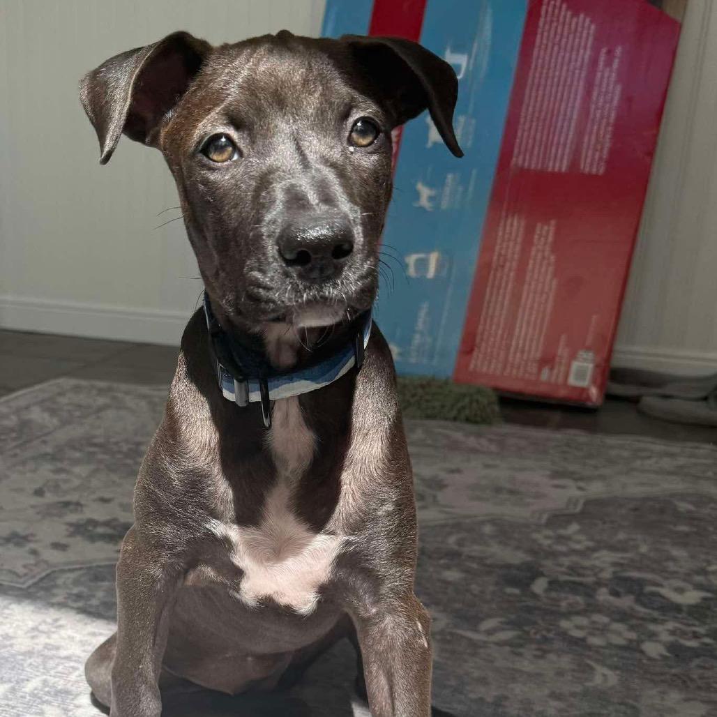 Enlarge Lucca, a Adoptable mixed breed in Griswold, CT image 3/3