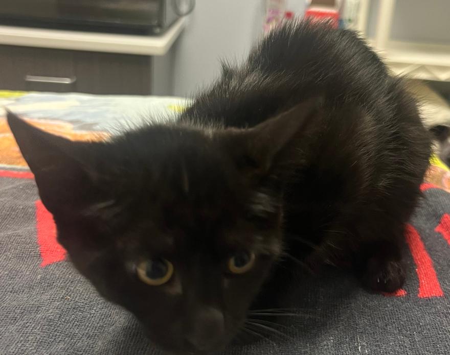 Butter, Adoptable, Kitten Female Domestic Medium Hair.