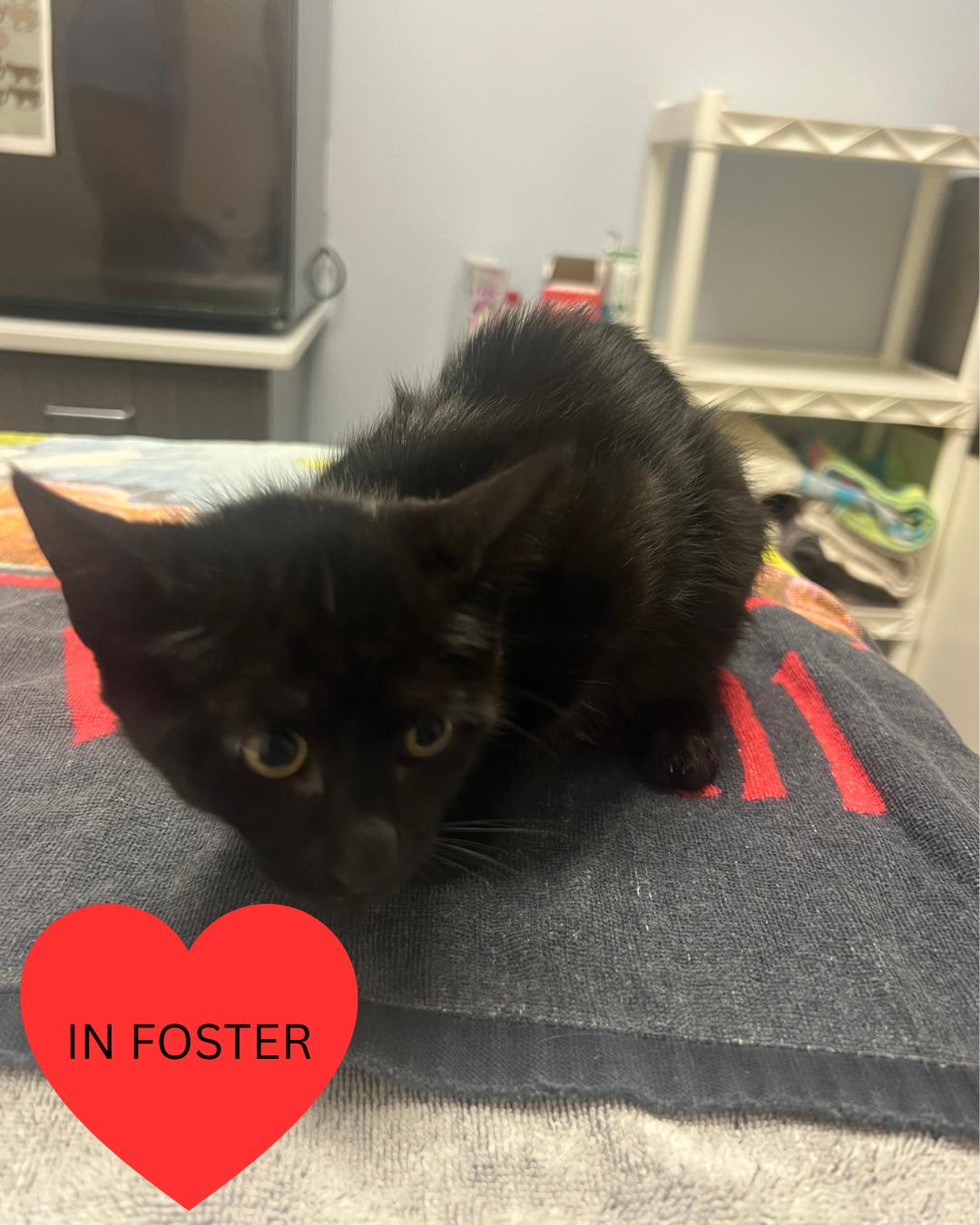 Butter, Adoptable, Kitten Female Domestic Medium Hair.