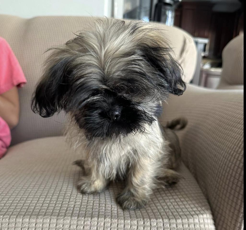 Maverick, Baby Male Shih Tzu