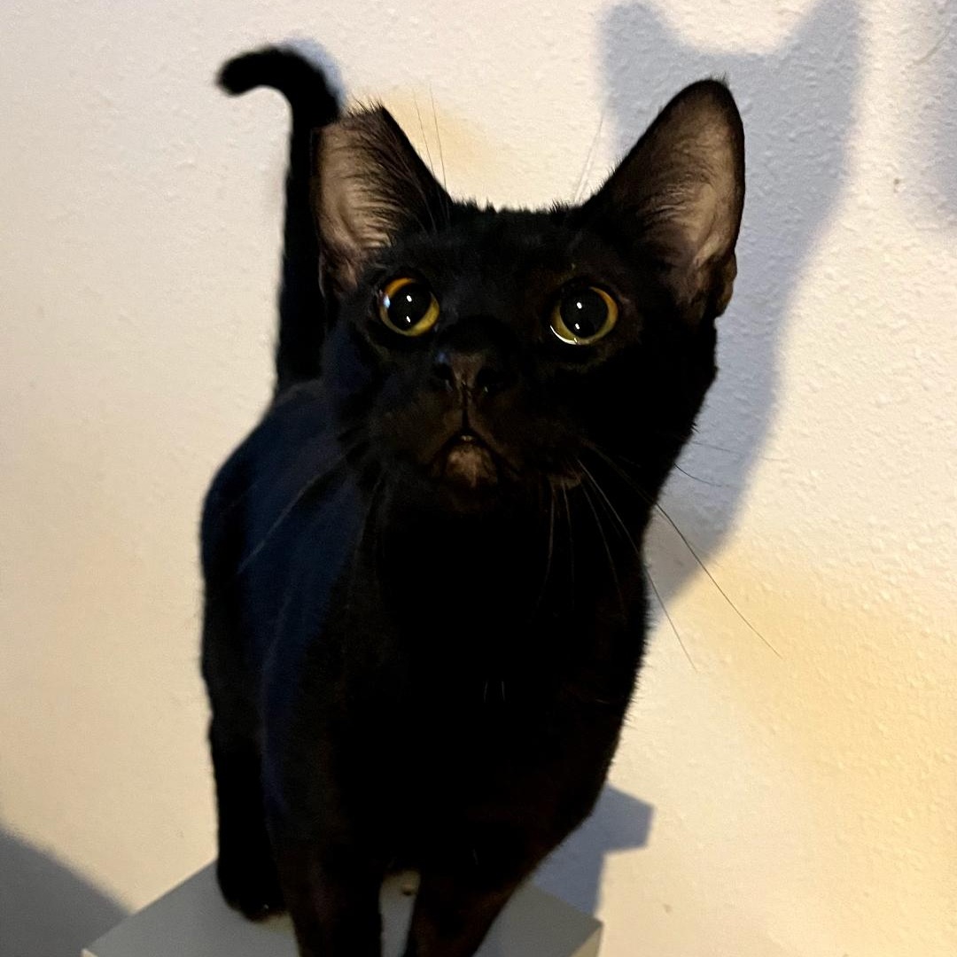 Ezra, a Adoptable Domestic Short Hair in Springfield, OR image 4/4