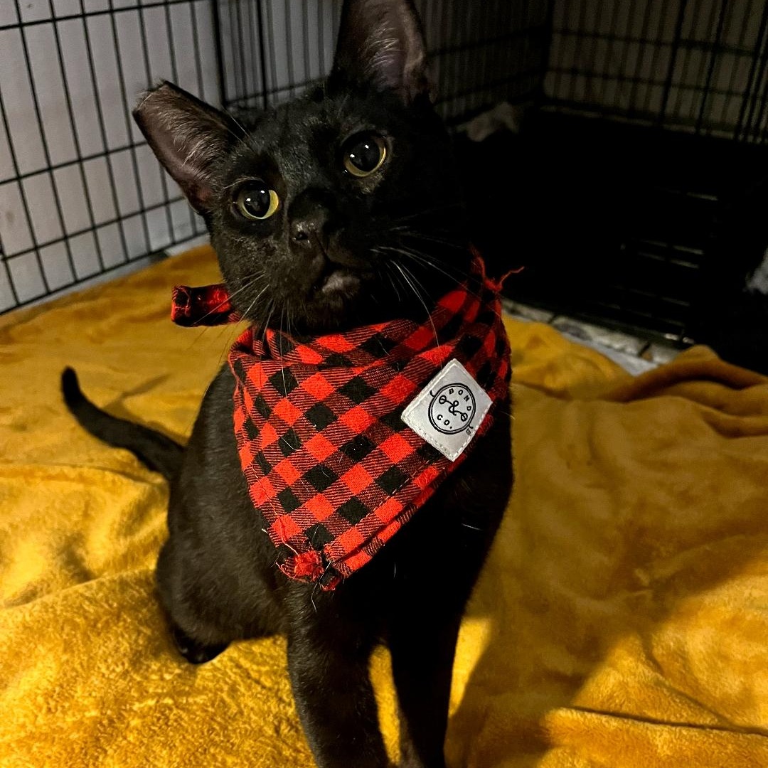 Ezra, a Adoptable Domestic Short Hair in Springfield, OR image 3/4