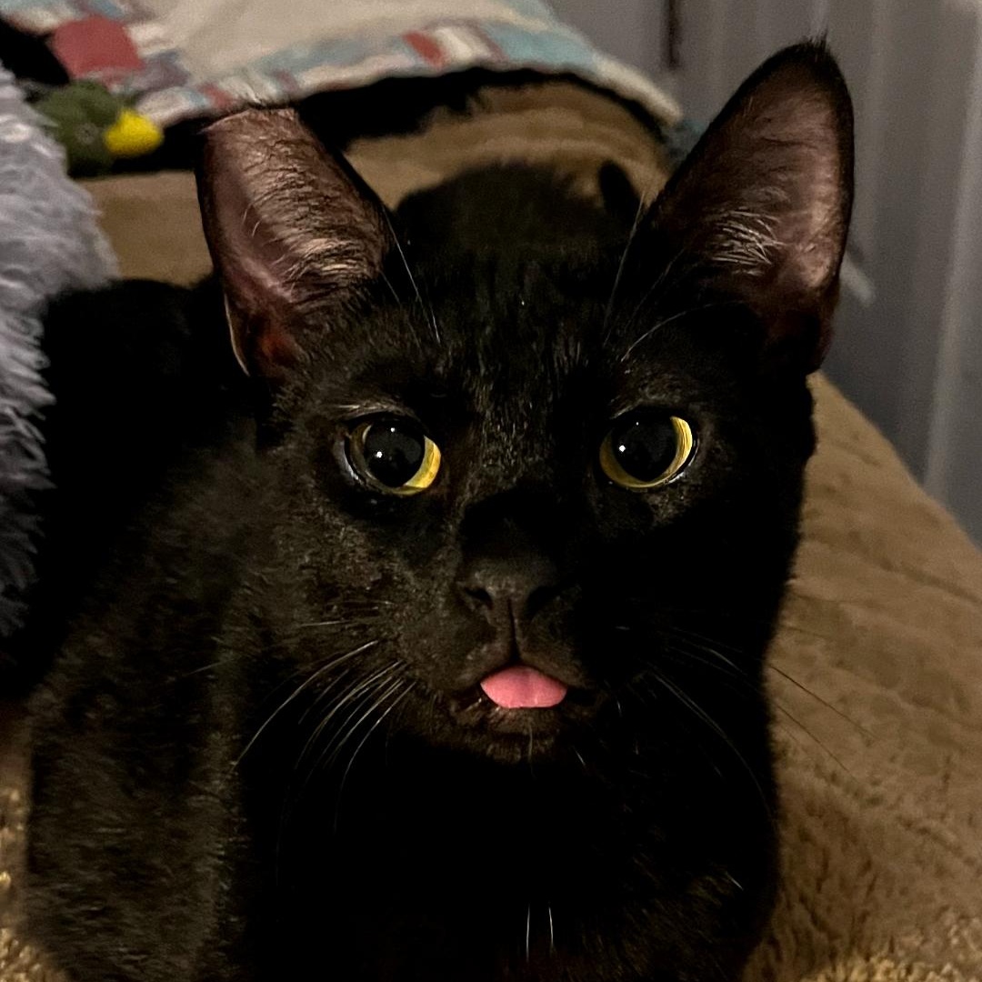 Ezra, a Adoptable Domestic Short Hair in Springfield, OR image 2/4