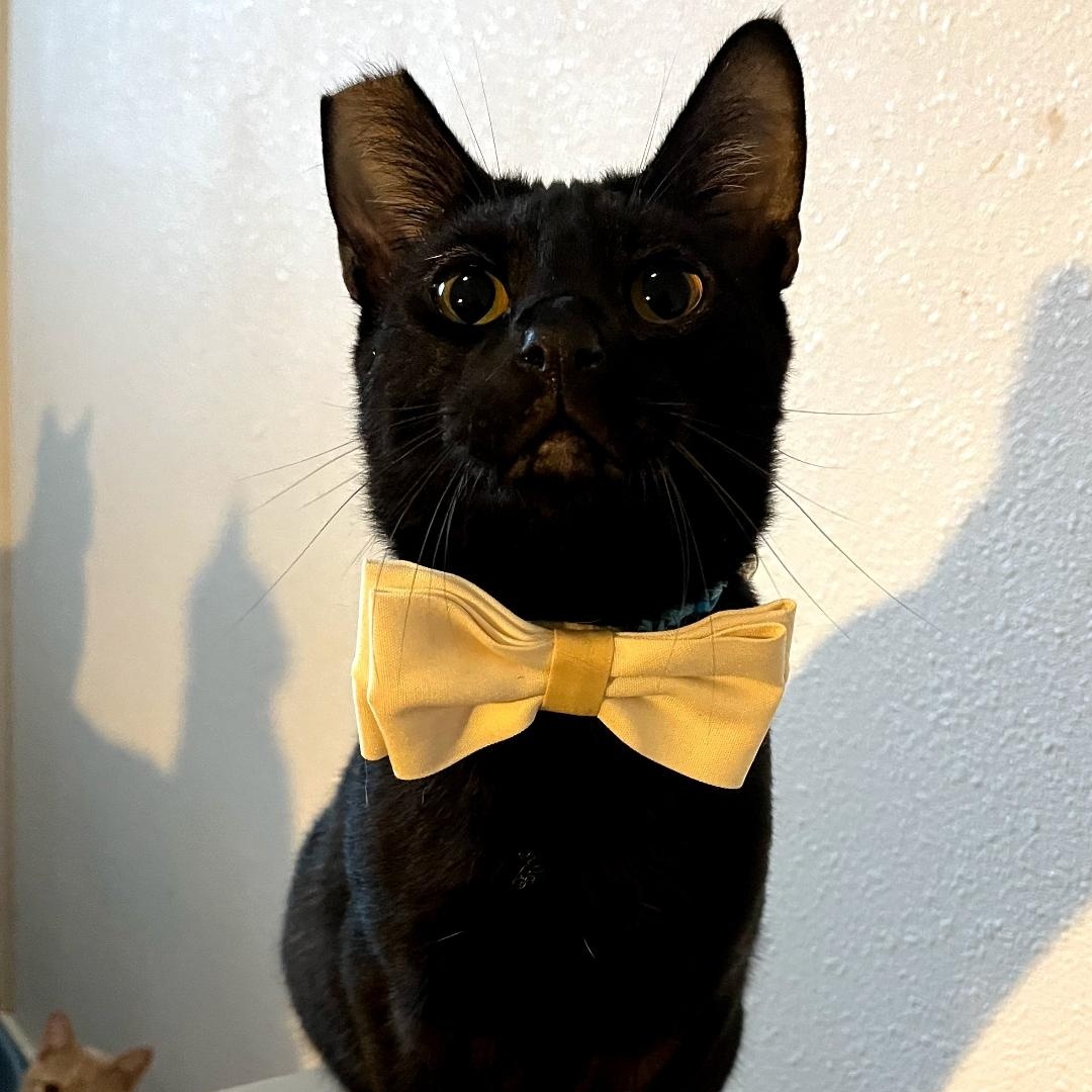 Ezra, Adoptable, Young Male Domestic Short Hair.